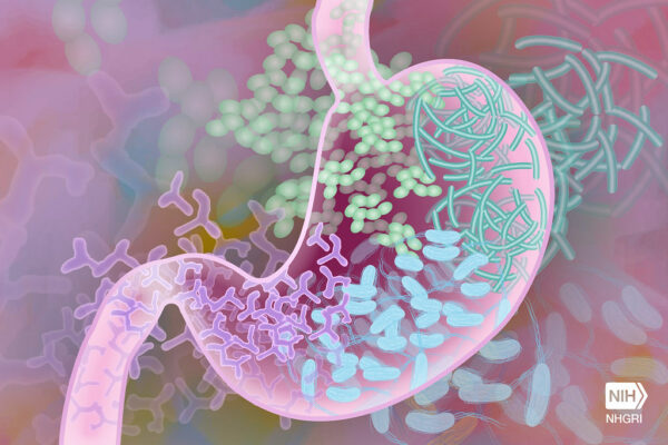 Brève - Microbiote : à la croisée du régime alimentaire et de la santé métabolique