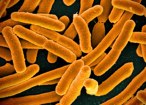 Brève - Quelles modifications du microbiote au cours du développement des maladies cardiométaboliques ?