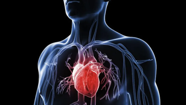 Brève - Les édulcorants, facteur de risque cardiovasculaire ?