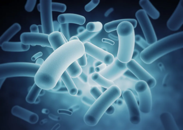 Activité physique et microbiote : des effets dépendants de l’IMC ?